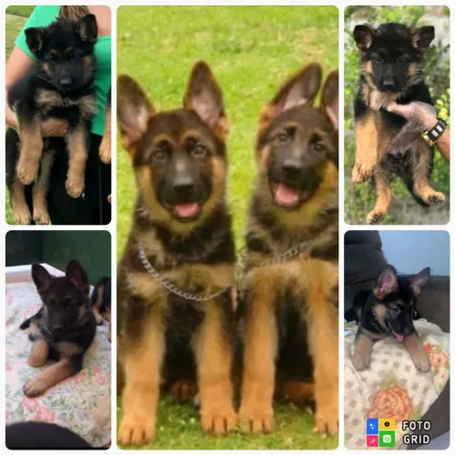 Filhotes de Pastor Alemão