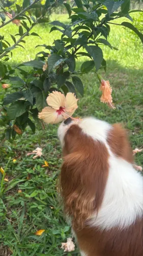 procuro femea de cavalier king charles para cruzar