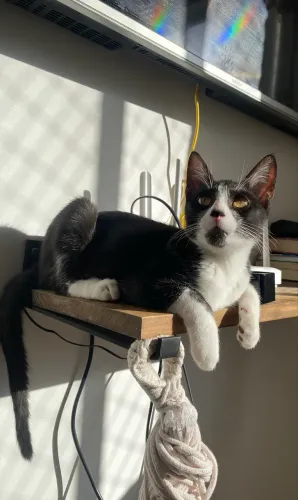 ADOÇÃO GATO FILHOTE