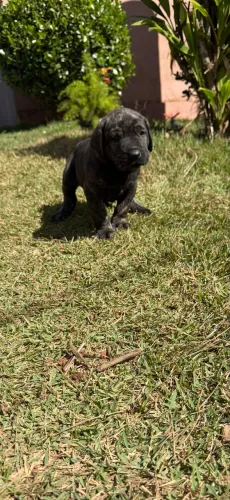 Filhotes de fila brasileiro macho
