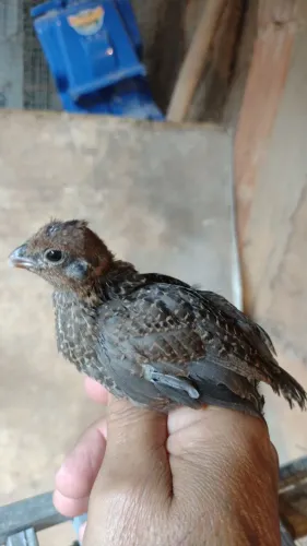 Pintinhos 