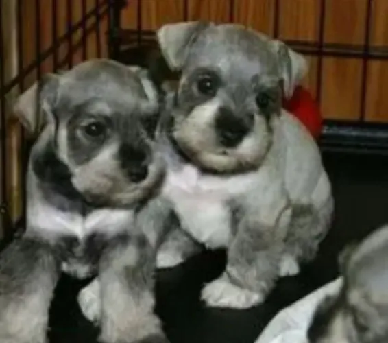 SCHNAUZER SAL PIMENTA 