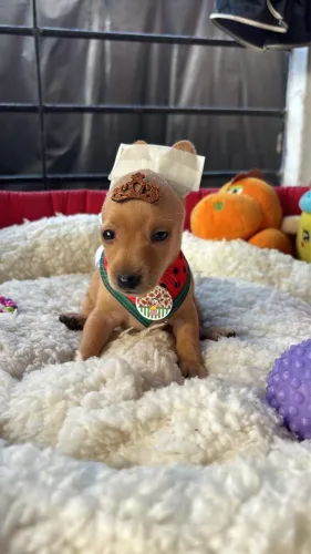 Pinscher macho e fêmea