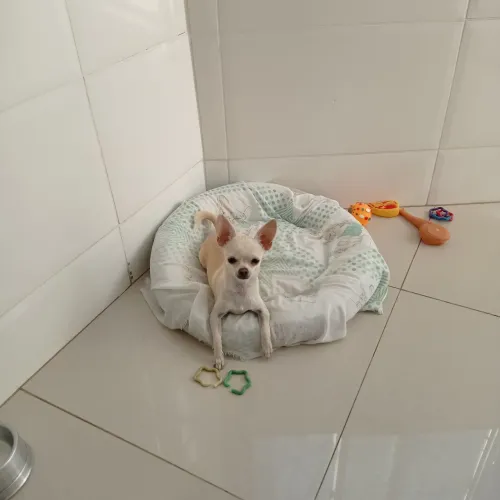 Cachorro Chihuahua