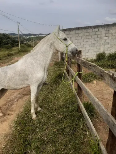 Vendo cavalo de Macha batida de 6 pra 7 anos