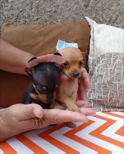 Pinscher 0 Fêmea e Machos 