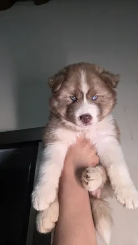 Husky siberiano macho