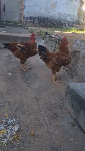 Galos ?