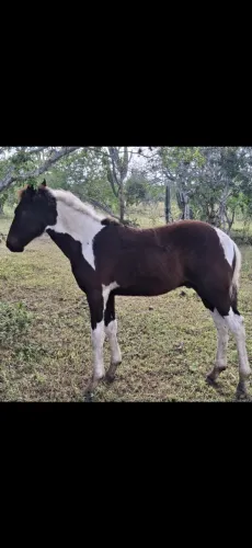 Potro pampa de petro com registro.