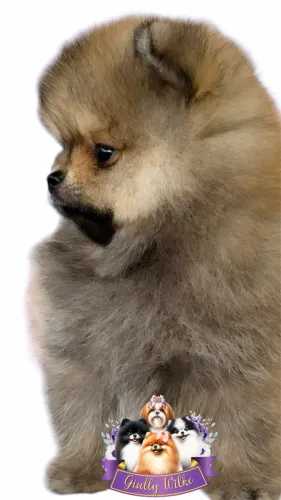 Spitz alemão com pedigree 