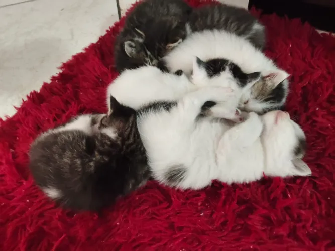 Doação de gatinhos