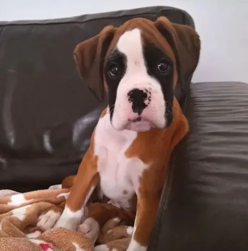 BOXER Sempre pronto para brincar.