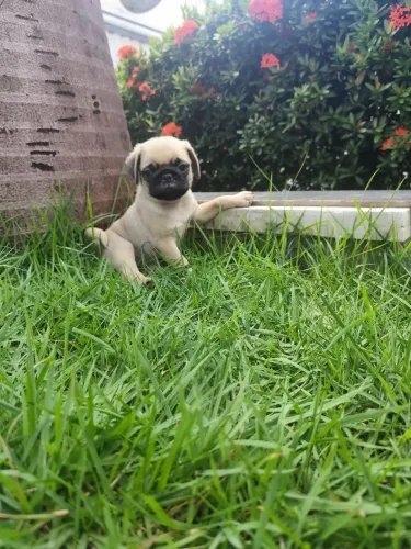 Filhote Pug cor abricó na promoção 