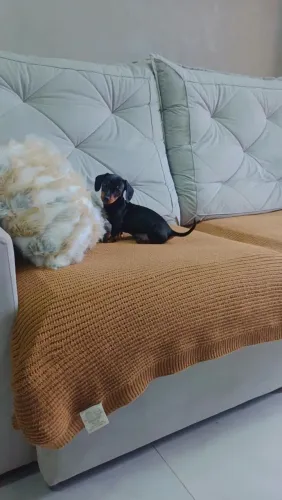 Linguiçinha Dachshund fêmea
