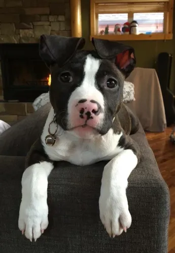 Pitbull Tem Companhias Que Fazem Tudo Valer Mais A Pena