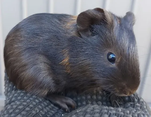 Porquinhos da índia - Anápolis 