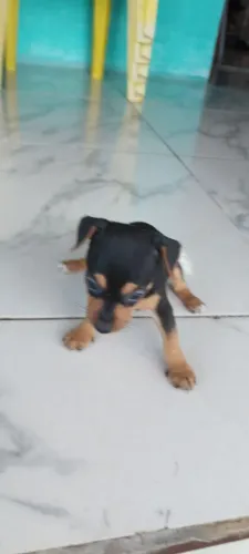 Pincher