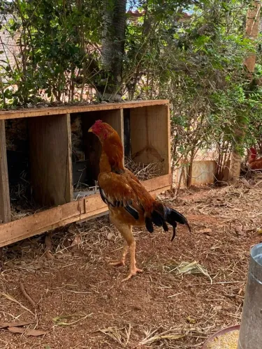 Galo a venda