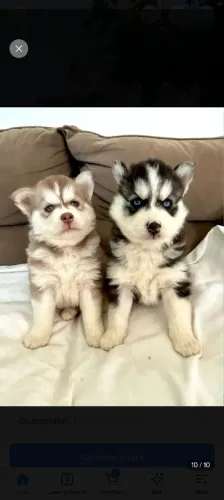 Vendo Husky siberiano
