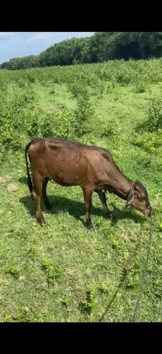Vendo bezerra