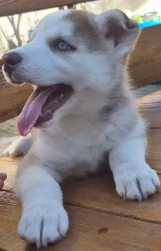 Vendo esse husky siberiano muito lindo raça pura chama no sap *