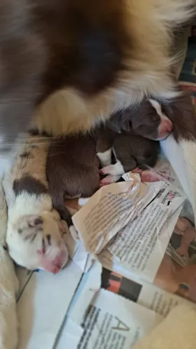 Border collie filhotes
