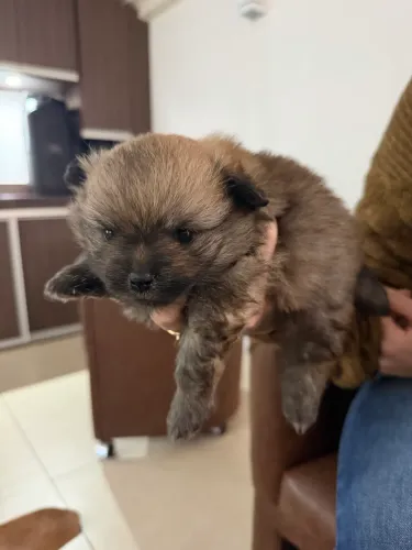 Lulu da Pomerania 