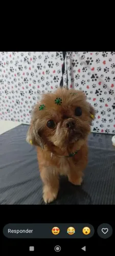 Procuro machinho para cruzar com a minha shitzu