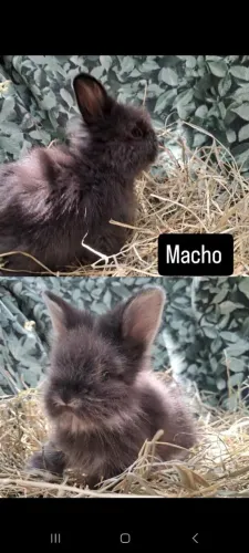 Coelho mini lion(Nao respondo chat)
