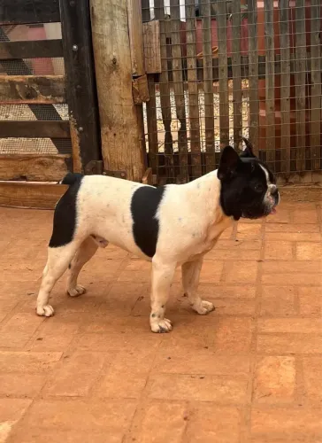 Buldogue francês