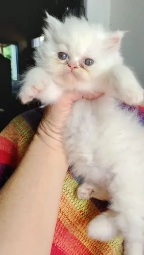 Chameguinho