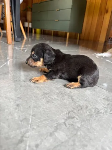Cachorro