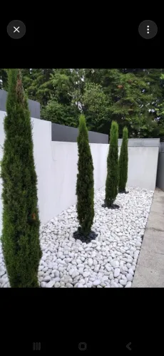 Plantas ornamentais disponíveis a pronta entrega REVENDA E VAREJO