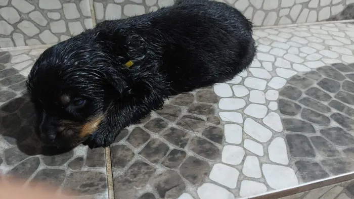 Filhote de Rottweilers Puro