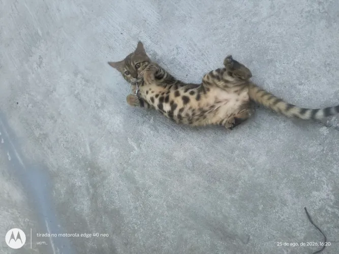 Linda filhote Bengal