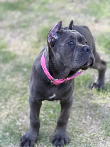 FILHOTE FÊMEA CANE CORSO 