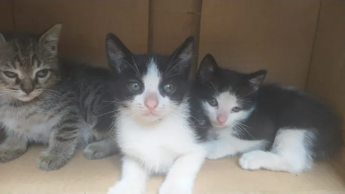 Doação de gatinhos