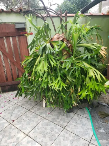 Chifre de veado de 30 anos( gigante)