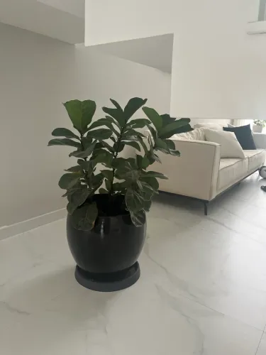 Fícus Lyrata planta no vaso