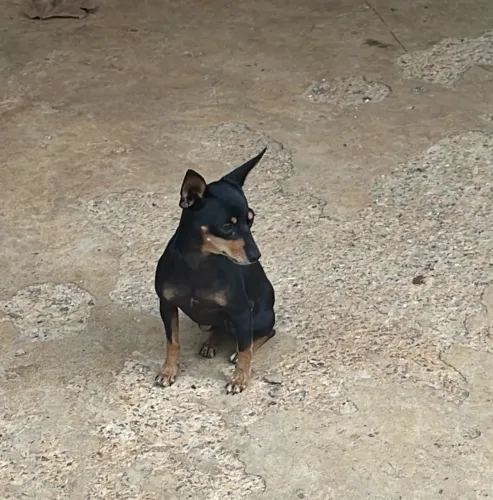 Procuro Pinscher macho 1 para cobertura