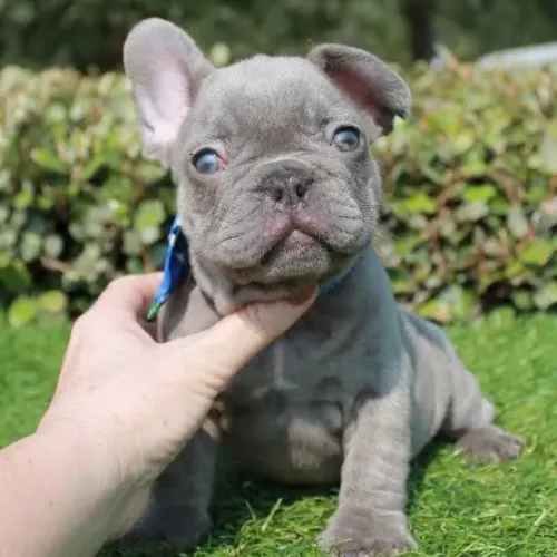 Bulldogue Francês - Um Filhote Para Viver Momentos Inesquecíveis