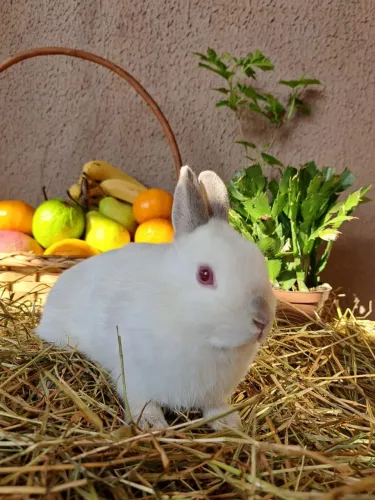 Mini coelhos várias raças 