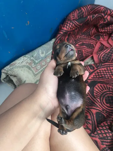 Vende-se filhote de Dachshund
