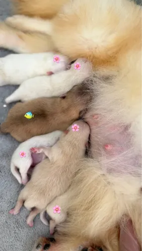 Spitiz Alemão - Lulu da Pomerania (RESERVA)