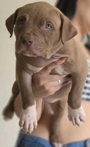 FILHOTE PIT MONSTER FÊMEA COM PEDIGREE IBC