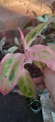 Aglaonemas