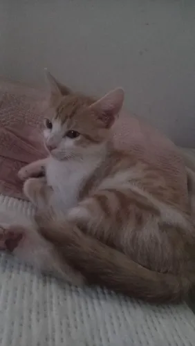 Doação de gato