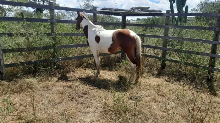 Porda 1ano e 6meses ,sem montar. ValorR$4300 telefone *