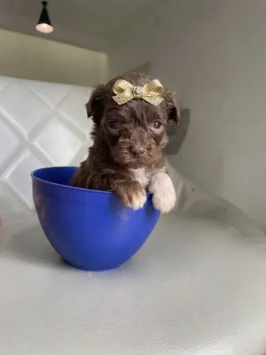 Poodle toy 
