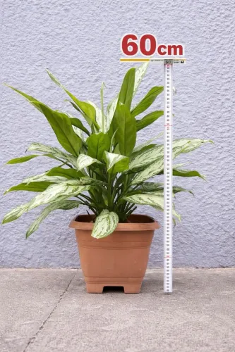 Planta Aglaonema + Vaso Decorativo 